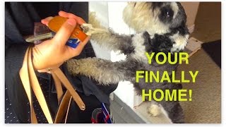 Schnauzer Puppy Flips Out in the Funniest Way When Owners Come Home