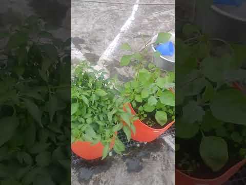 our gardening.#garenafreefire #gardening #vegatable #harvesting #whatsappstatus #shorts