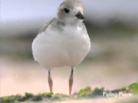 Cape Wind and Birds