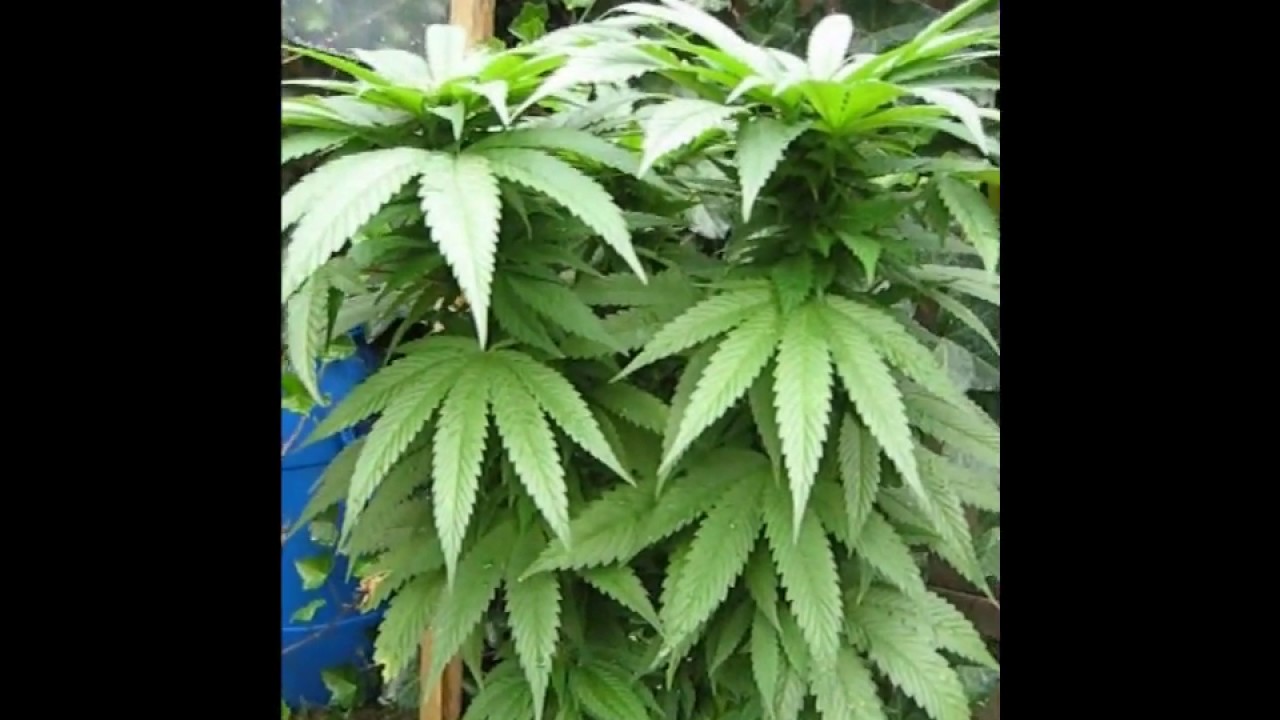 Purple Kush Stealth Backyard Grow