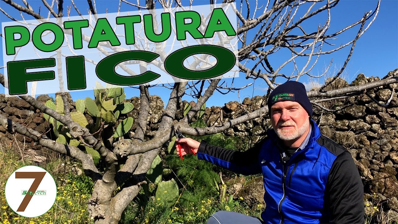 Potatura del Fico le basi e quando potare