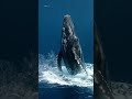 whale is angry #viral #ai