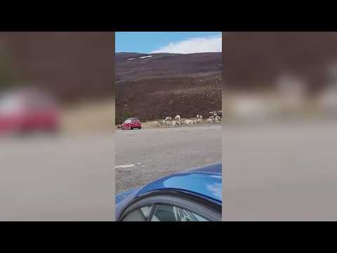 Reindeer Wave: Shocking footage shows a herd of 50 reindeer stampeding at speeds of 20mph