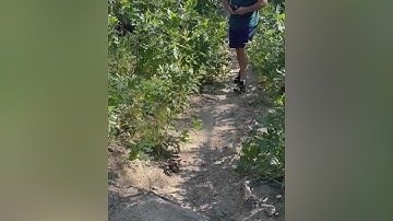 Hikers warn of danger after nearly stepping on rattlesnake