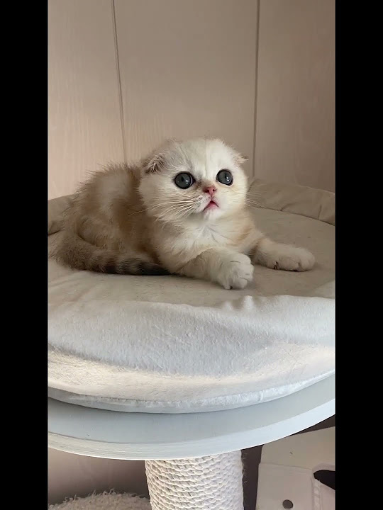 Невероятно милый серебристой котенок #cat #котенок - YouTube