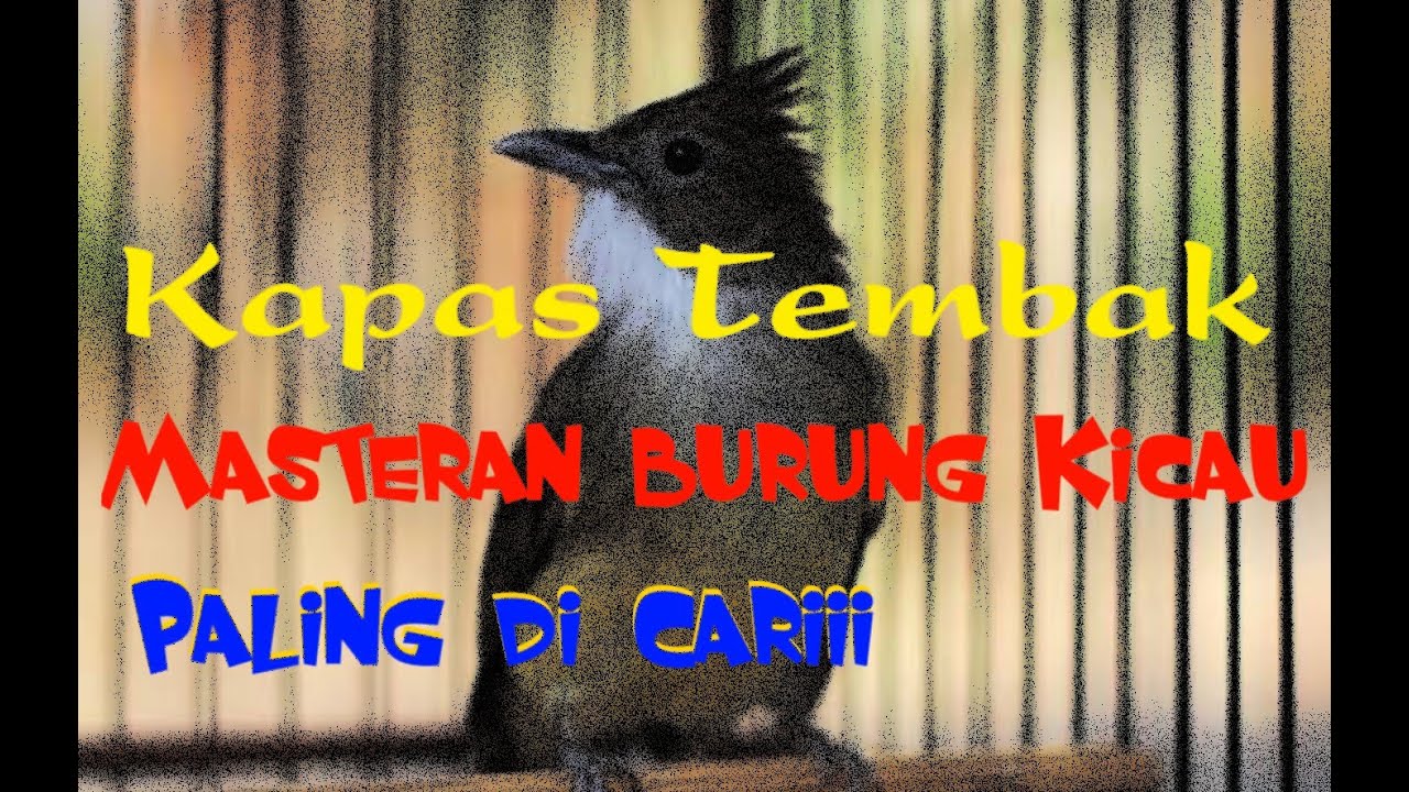 Masteran burung kicau paling populer,Kapas tembak gacor 