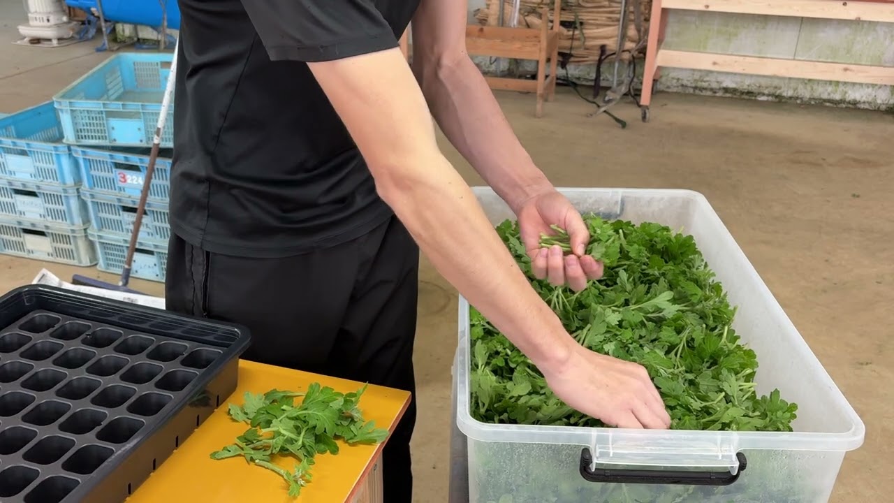 芽の調整作業について🌱