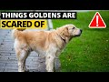 7 most common things golden retrievers are scared of and how to deal with them
