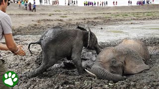 Baby elephant refuses to leave his mom's side until they're both free from muddy prison - YouTube