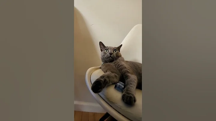 Watch the video about Bubbles the cat wants to lay by your side. Russian Blue. Please subscribe.