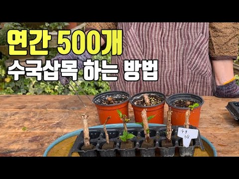 해마다 수국 500개씩 삽목하는 노하우 공개합니다