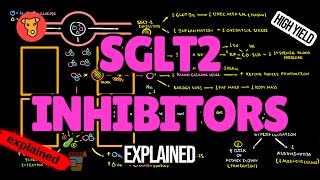 SGLT2 INHIBITORS Mechanism of action Side effects