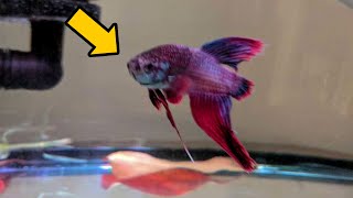 A Woman in Walmart Rescued This Rotting Fish and Gave Him a Second Chance at Life