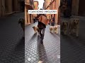 Cani seguono un musicista per strada #cani #musica #italia #sora #ai