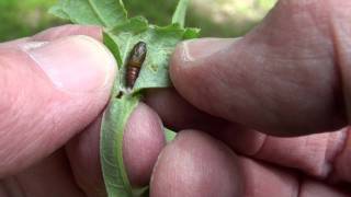 Leafroller Moth (Tortricidae) Pupa on Oak Leaf Oak Leaf Roller Caterpillar