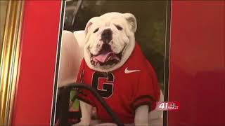 Georgia mascot enjoys celebrity lifestyle in Athens
