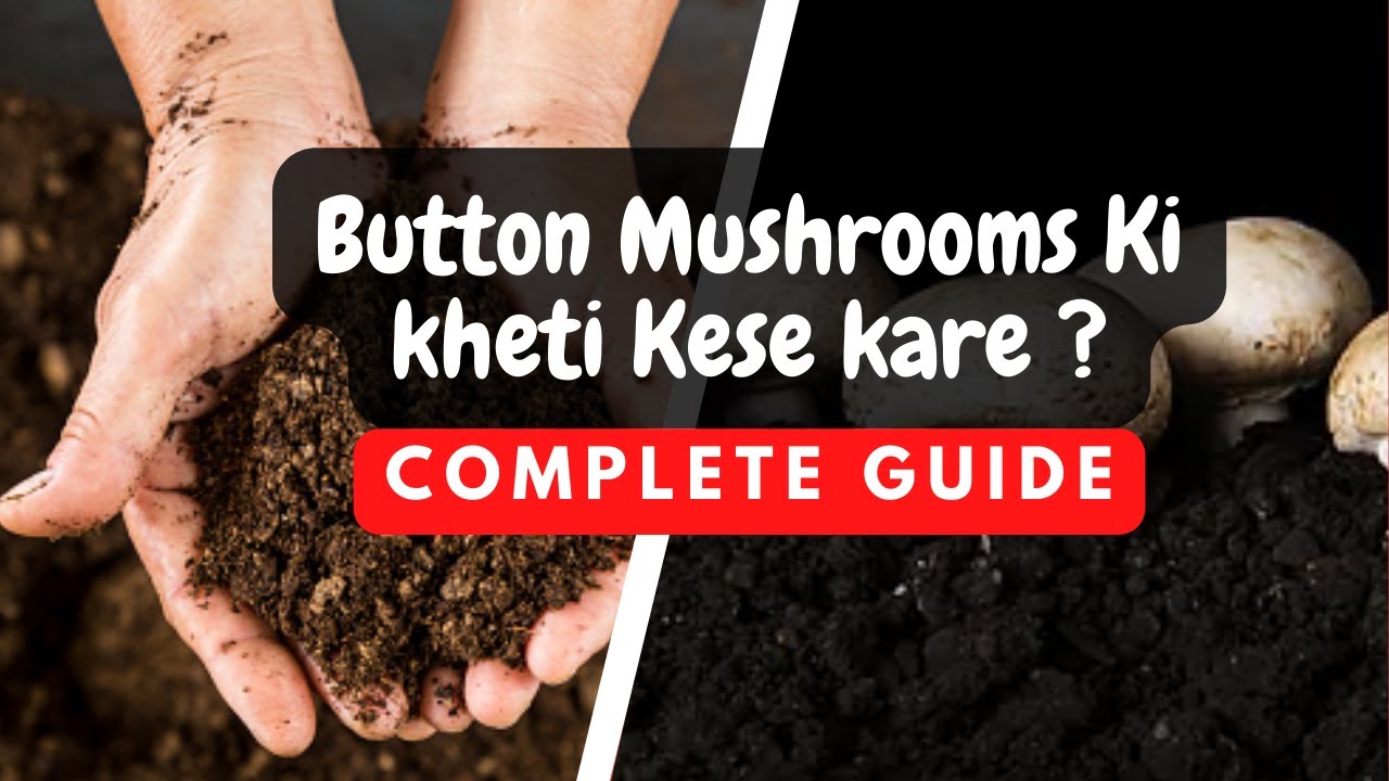 Complete Guide to Mushroom Compost