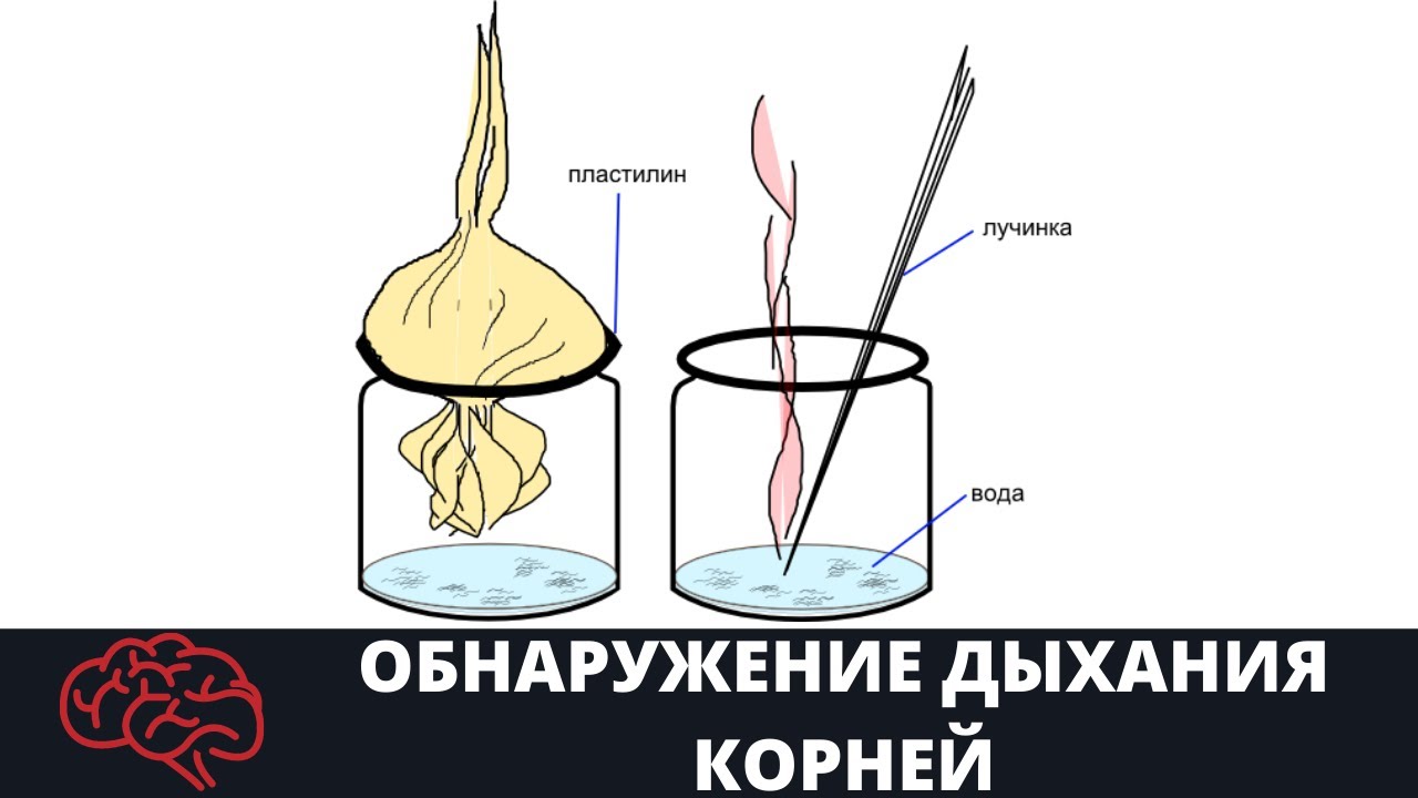 Дыхание корня урок 6 класс. Опыт Корневое дыхание.