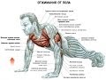 Как правильно отжиматься новичкам бойцам Укрепляй кулаки