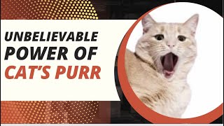 Proven healing power of a cat’s purr