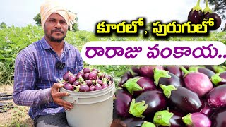 Brinjal Cultivation In Telugu | 10 గుంటల్లో వంకాయ సాగు చేస్తున్న | Brinjal Farming |Shiva Agriclinic