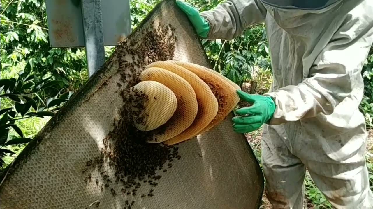 Captura de abelha apis parte 1/2.