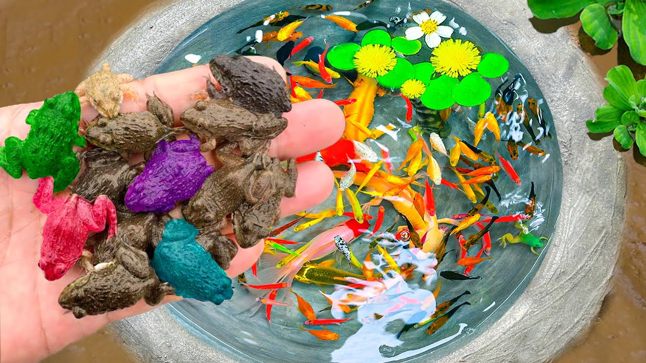 Ловите разноцветных лягушек в маленьком пруду, карпов, маленьких черепах, рыбок-карабин, золотых ...
