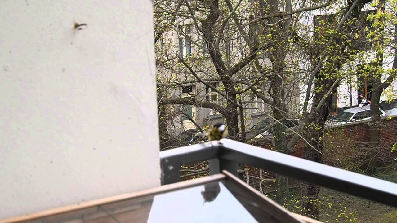 Kohlmeise baut Nest im Nistkasten auf unserem Balkon / Great tit builds