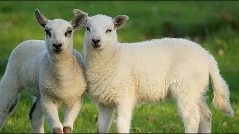 Top 5 Best  Sheep Breeds For Meat, Wool and Milk Production| Smart Agri Hub