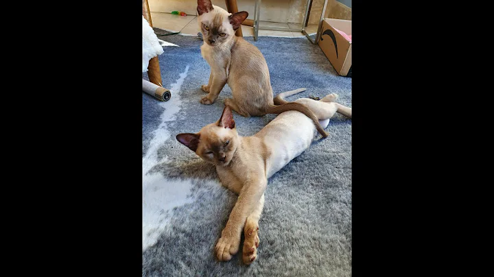 Video 2443811: burmese cat, kitten dry food, best kitten food