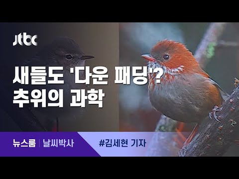 [날씨박사] 새들도 '다운 패딩' 입는다…깃털 최대 3배 길어져 / JTBC 뉴스룸