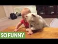 Dog and babys epic showdown for last piece of chicken