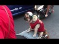 Dog on motorbike at Pattaya beach road