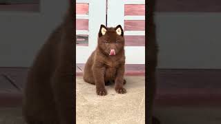 Em cún bị lạc ngồi trước cửa nhà em #dog #pets #dongvat #trending #cute #cuocsong #animals