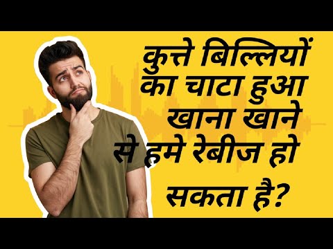 वीडियो: क्या बिल्लियाँ कुत्तों से सस्ती हैं?