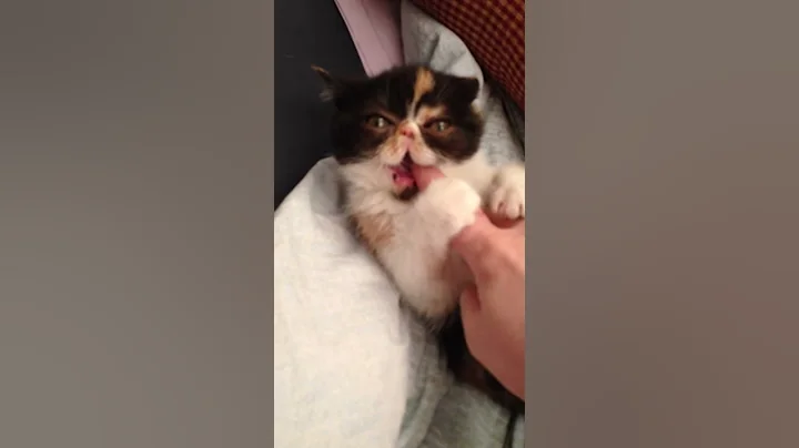 Watch the video about Exotic shorthair HARDCORE ACTION