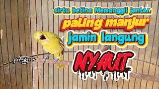 Sirtu betina Memanggil jantan paling Manjur jamin langsung nyaut✅️