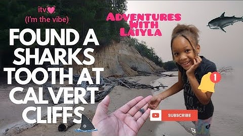 Found a Sharks Tooth at Calvert Cliffs