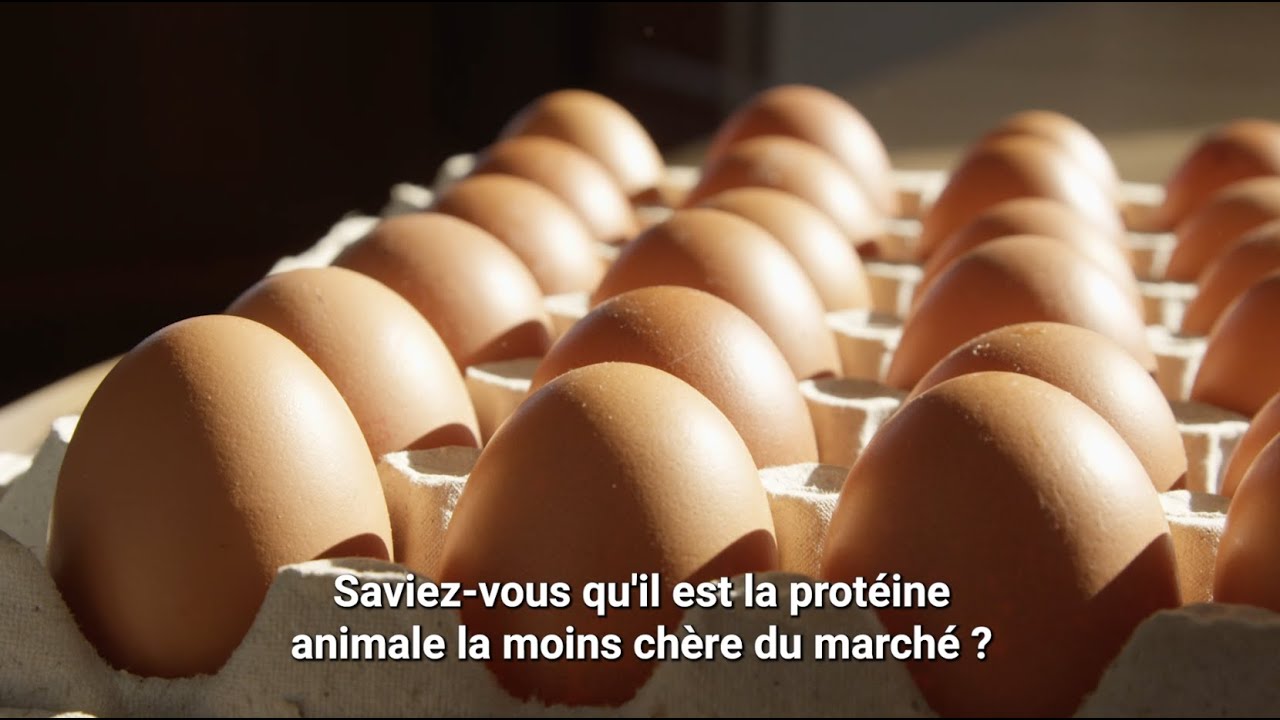 Film filière Œufs de France 2024 ST