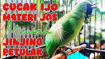 ISIAN YANG LAGI VIRAL, JINJING PETULAK..!! #cucakijo #cucakijonembak #isianjinjingpetulak