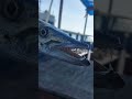 baracuda  pescada branca