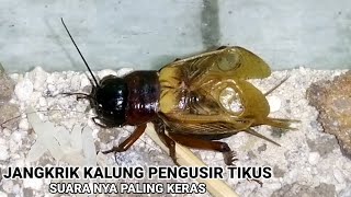 SUARA JANGKRIK PALING KERAS