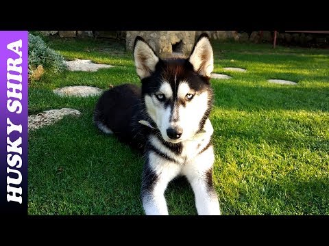 this-is-how-stubborn-siberian-huskies-are