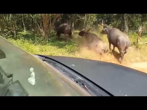 Epic Battle: Lion vs. Buffalo - A Thrilling Encounter in the Wild"| wildlife| LION ATTACK "|