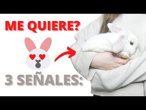 Como Saber Si mi CONEJO me QUIERE? - 3 Señales Fáciles de Detectar hqdefault