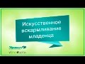 Искусственное вскармливание младенца