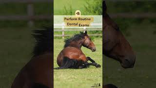 7 Easy Ways to Help Prevent Equine Colic #shorts #equinehealth #healthyhorses #horsehealth Resimi