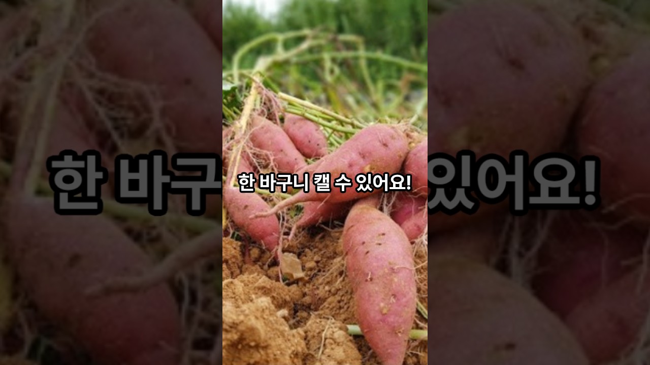 고구마 모종심기 