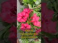 North Star Adenium Summer Flowers Plants Shorts Shortvideo Trending Reels Viral North Star Adenium Summer Flowers Plants Shorts Shortvideo Trending Reels Viral