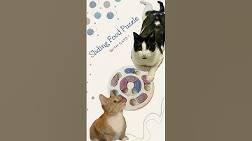 Cats EXPLORE this Sliding Puzzle Feeder !